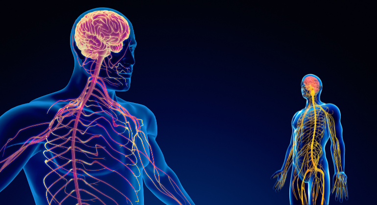 3D illustration showing the human brain and nervous system, highlighting neural pathways and connections in a transparent body, focusing on the brain's role in bodily functions.